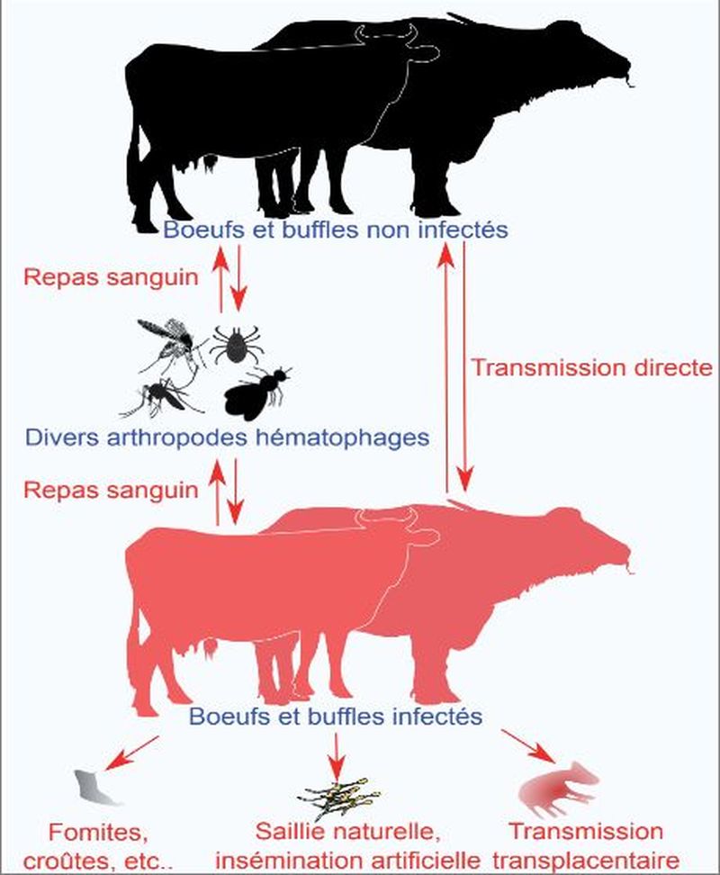 transmission de la DNC