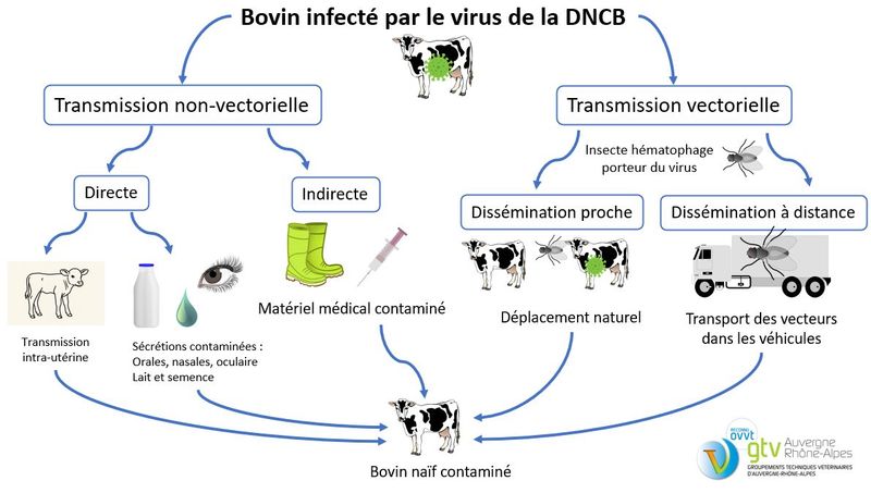 virus de la DCNB